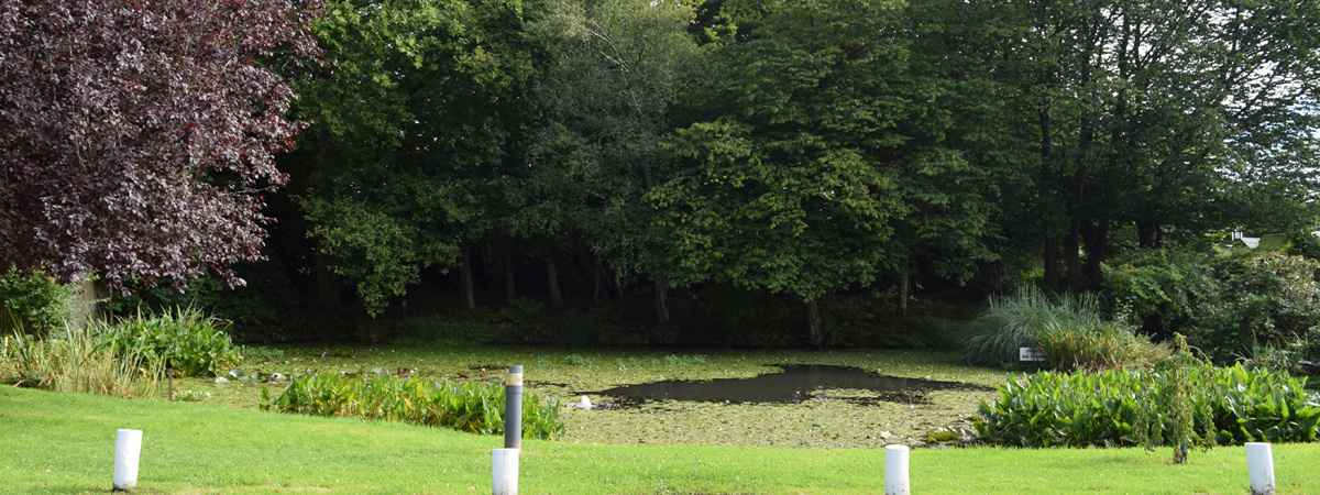 The Village Pond - it has ducks too.....